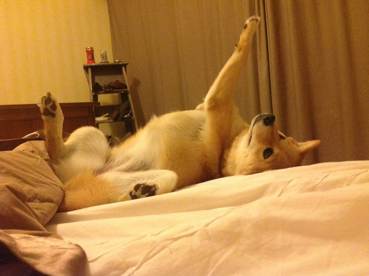 2026年F1新政策解读，f1明年最新规则