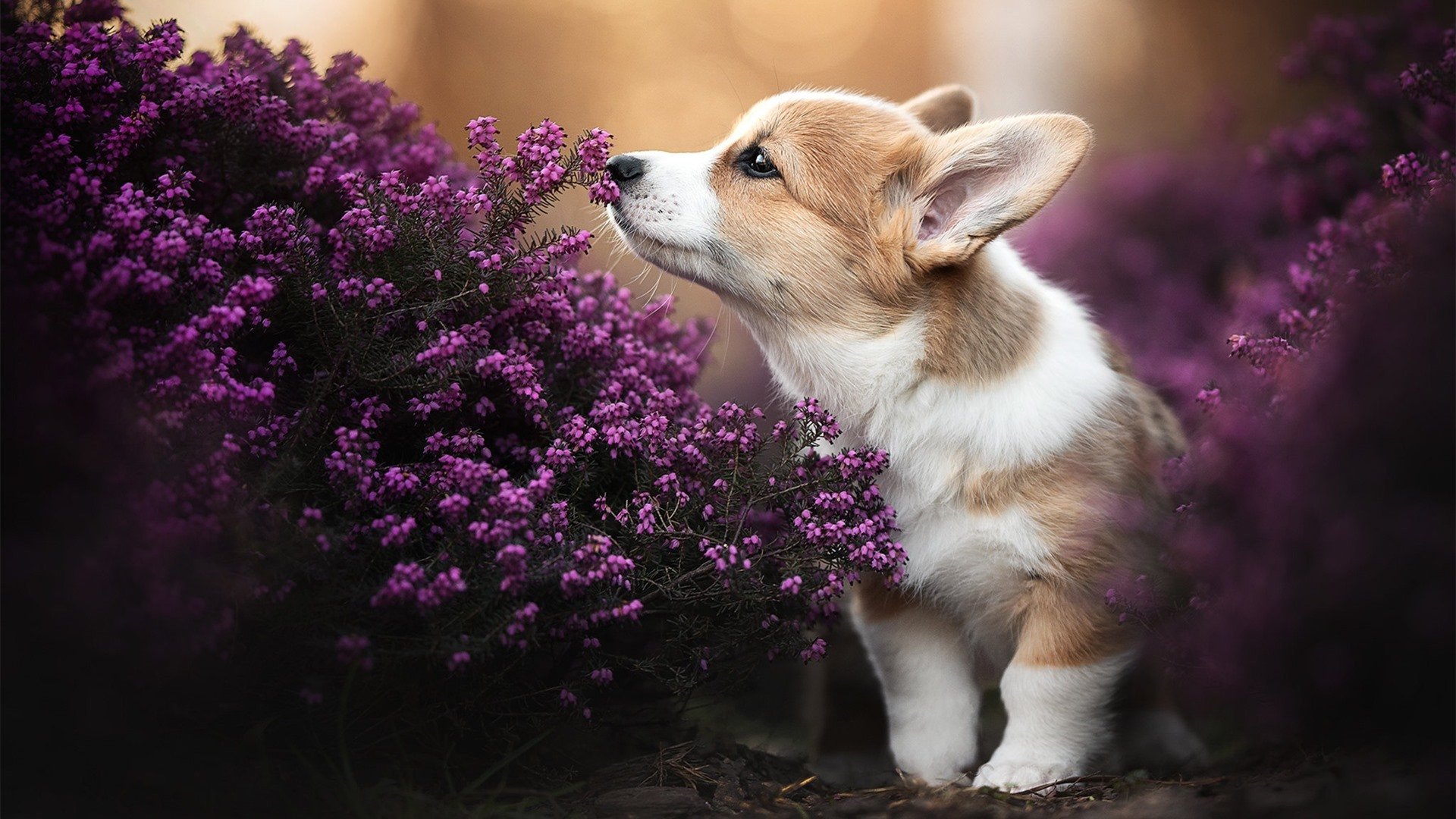 城市自行车改装秀：速度与个性的融合，自行车改装车