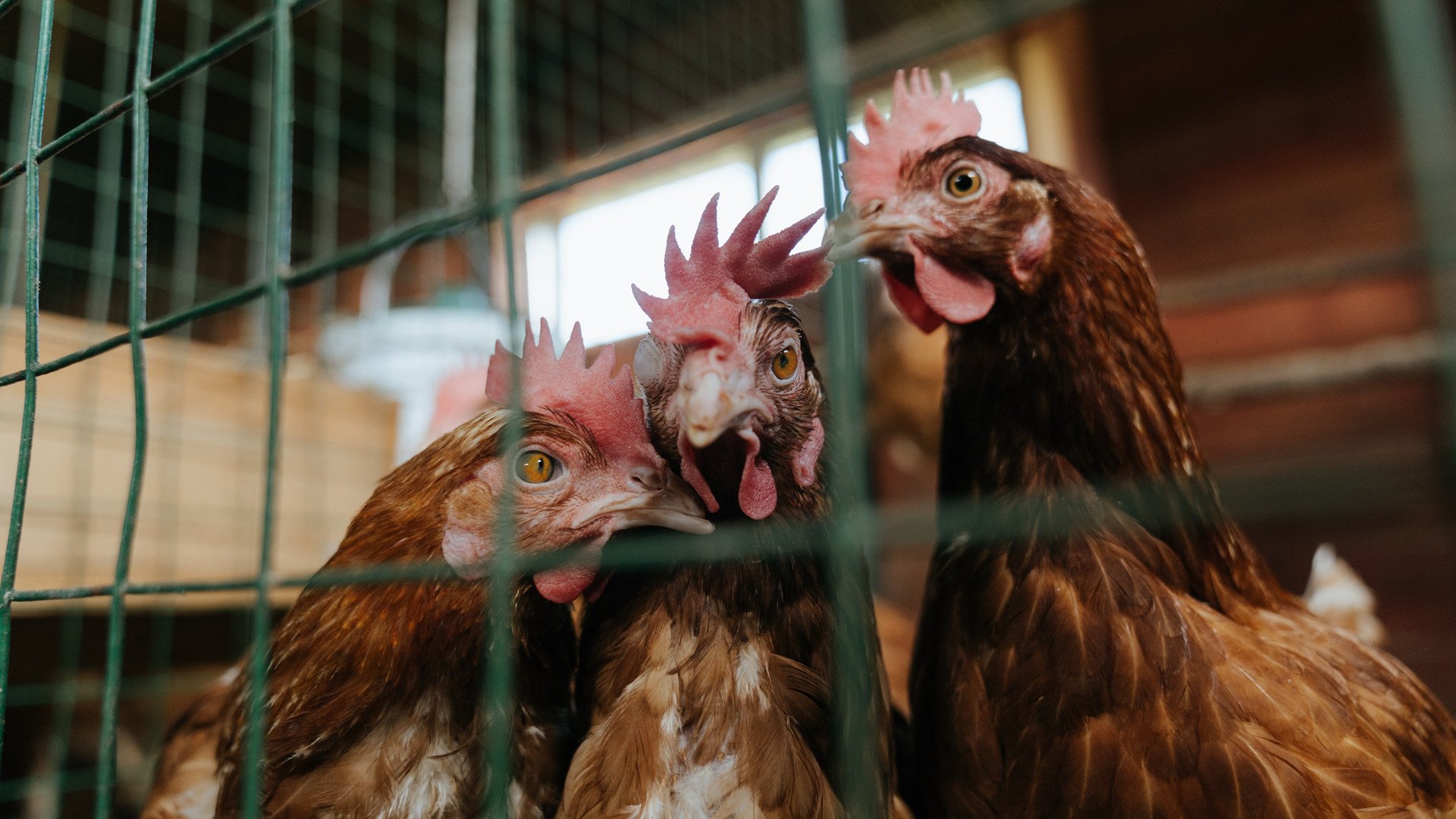 逆转“神迹之夜”：欧冠赛场的不可思议时刻