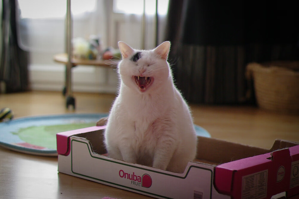 RNG战术打法多样化，rng战术单一