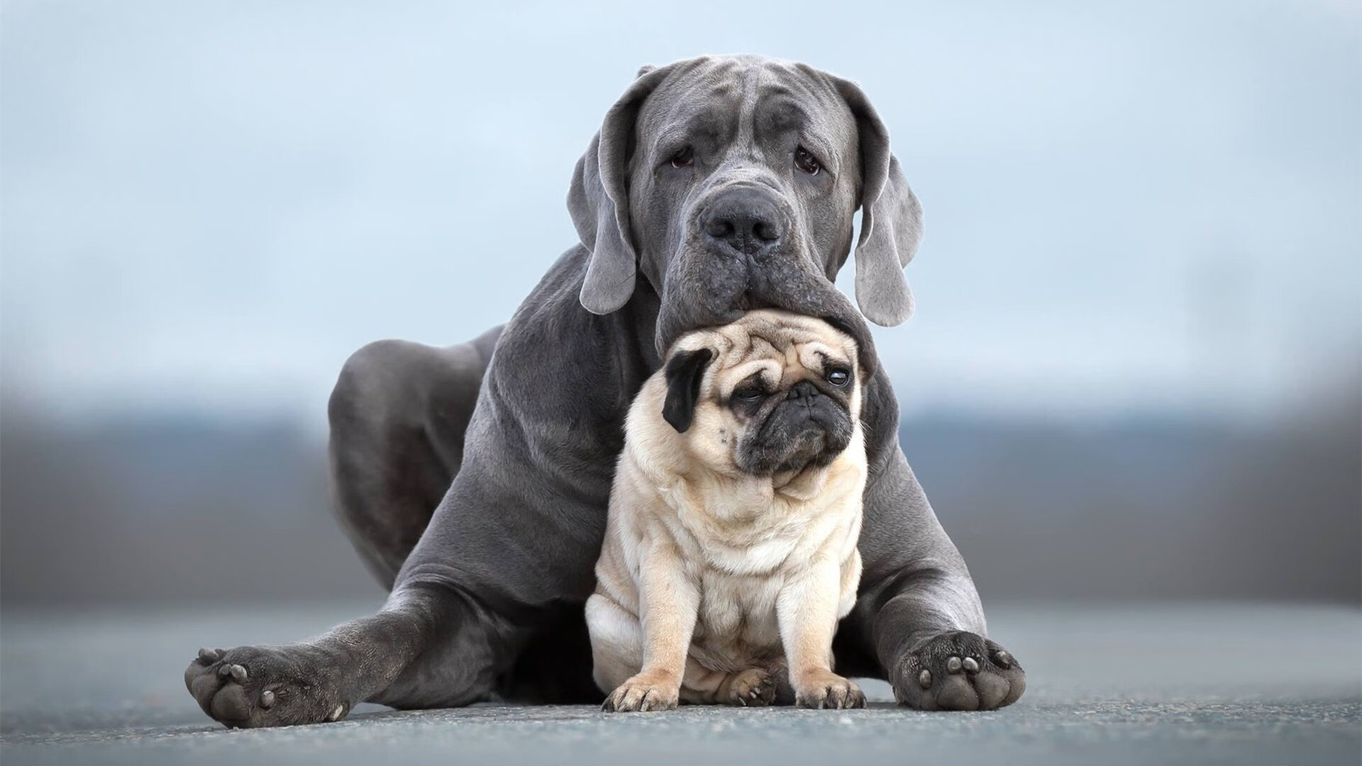 中国足球的球迷文化活动策划，中国足球的球迷们现在真的感到迷惘,面对