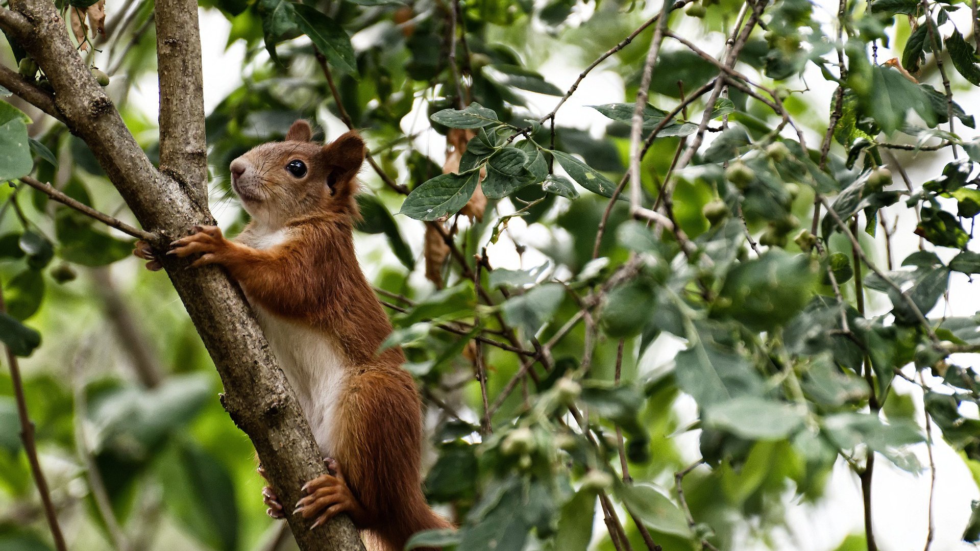 中国足球的球迷文化活动组织，中国足球的球迷文化活动组织有哪些