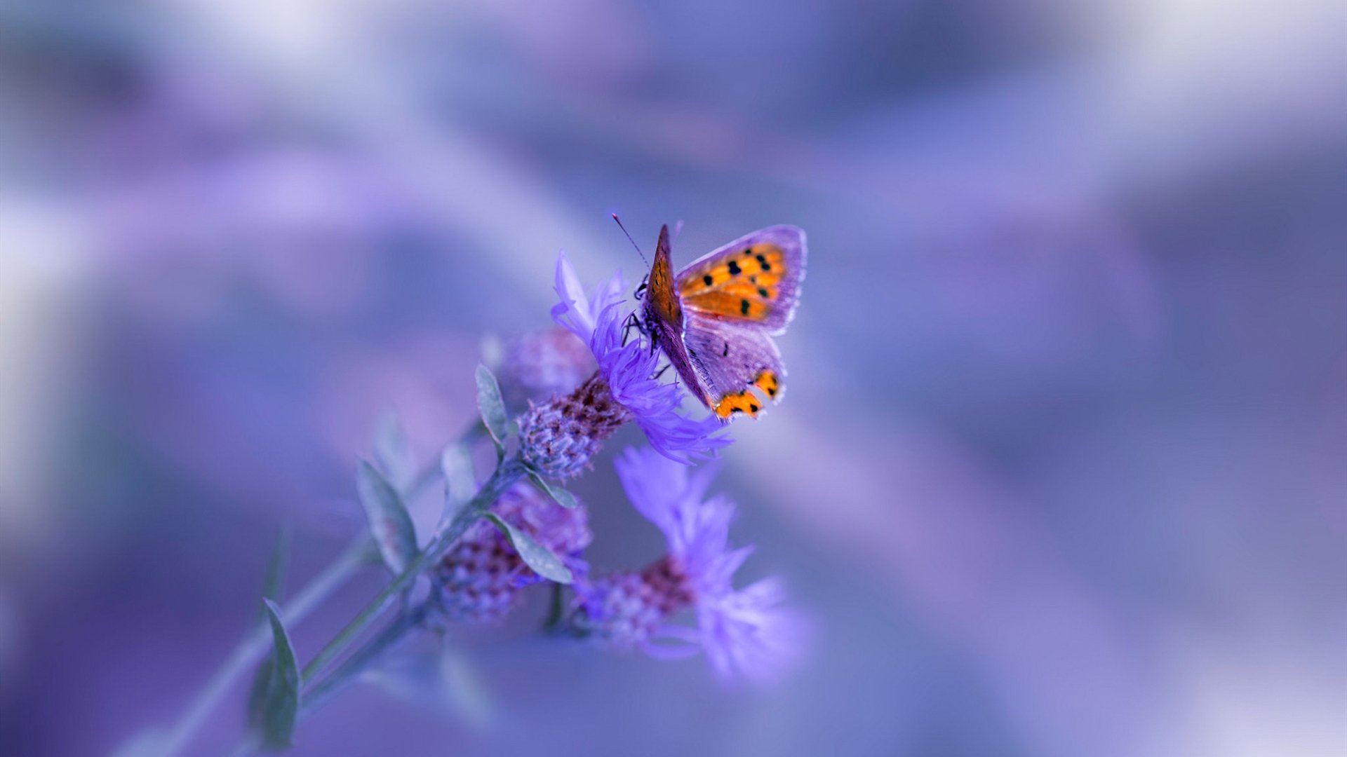 利兹联主场告捷,终结连败,球队新帅上任后首胜,利兹联队 球星