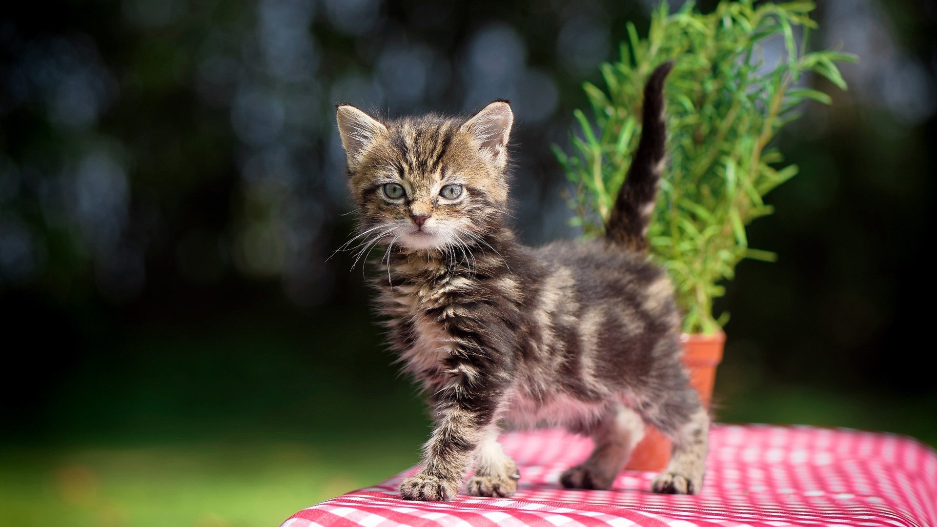 美洲豪门球队争夺篮球巅峰，火药味十足，美洲的球队