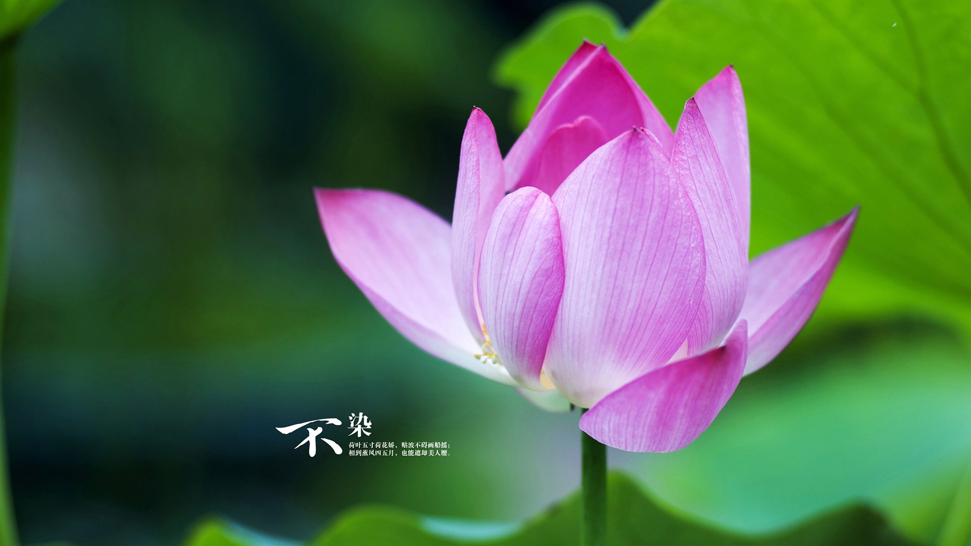 里昂俱乐部在关键比赛中大胜,巩固领先优势,里昂俱乐部年薪