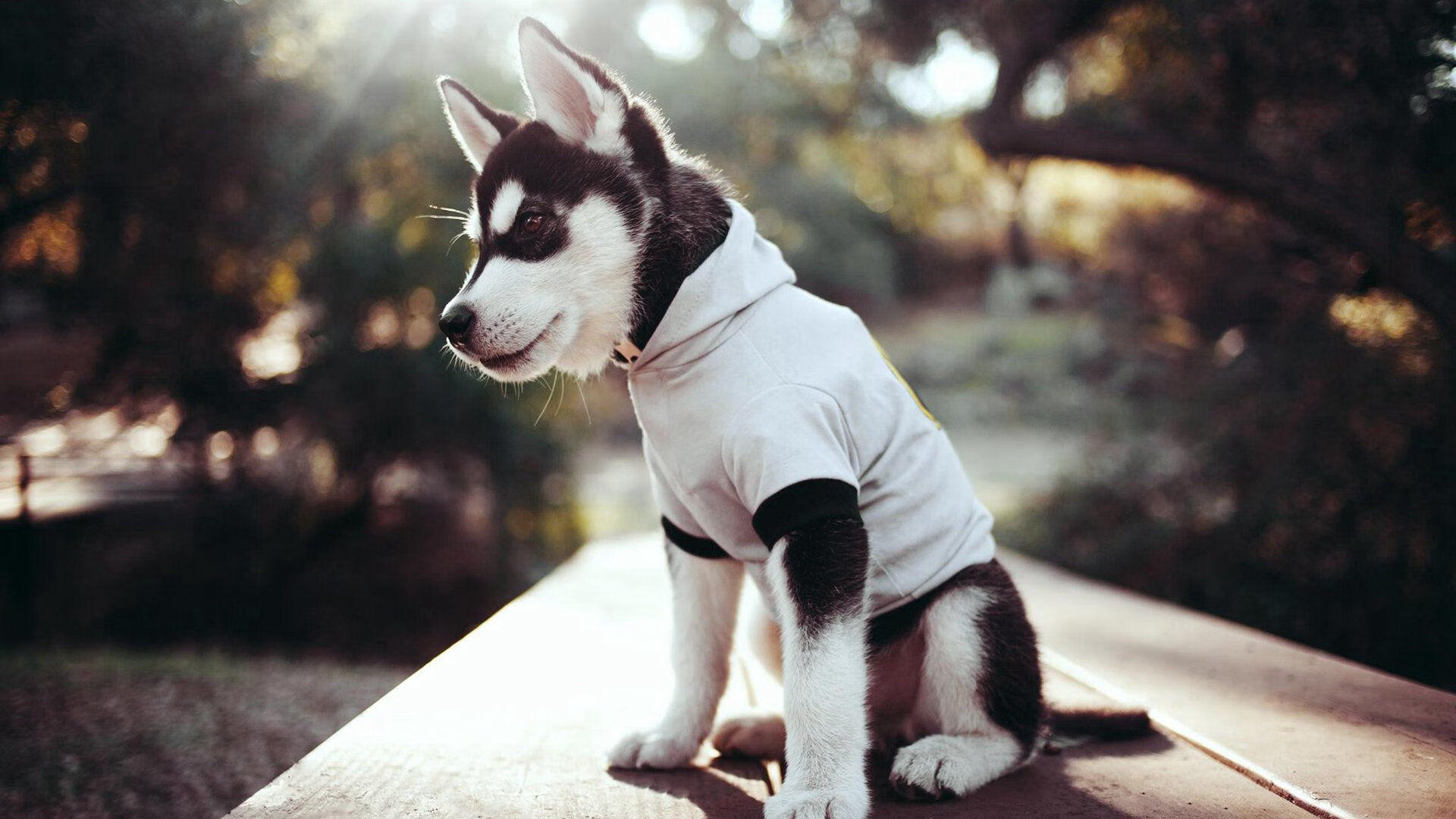 里昂后防线团结相助，成功化解对手凶险进攻，里昂加强