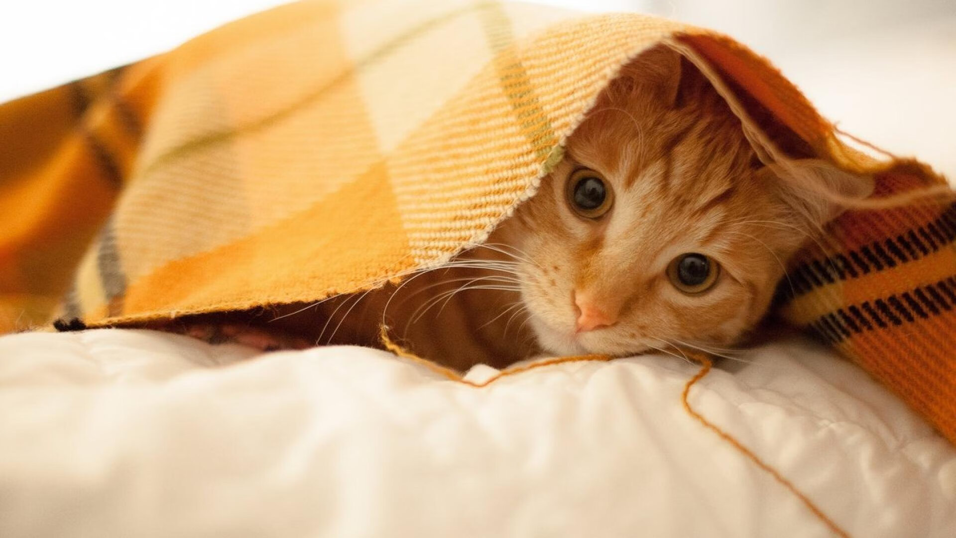 中国篮球联赛数字化转型与智能观赛体验提升，篮球大数据平台中国篮协