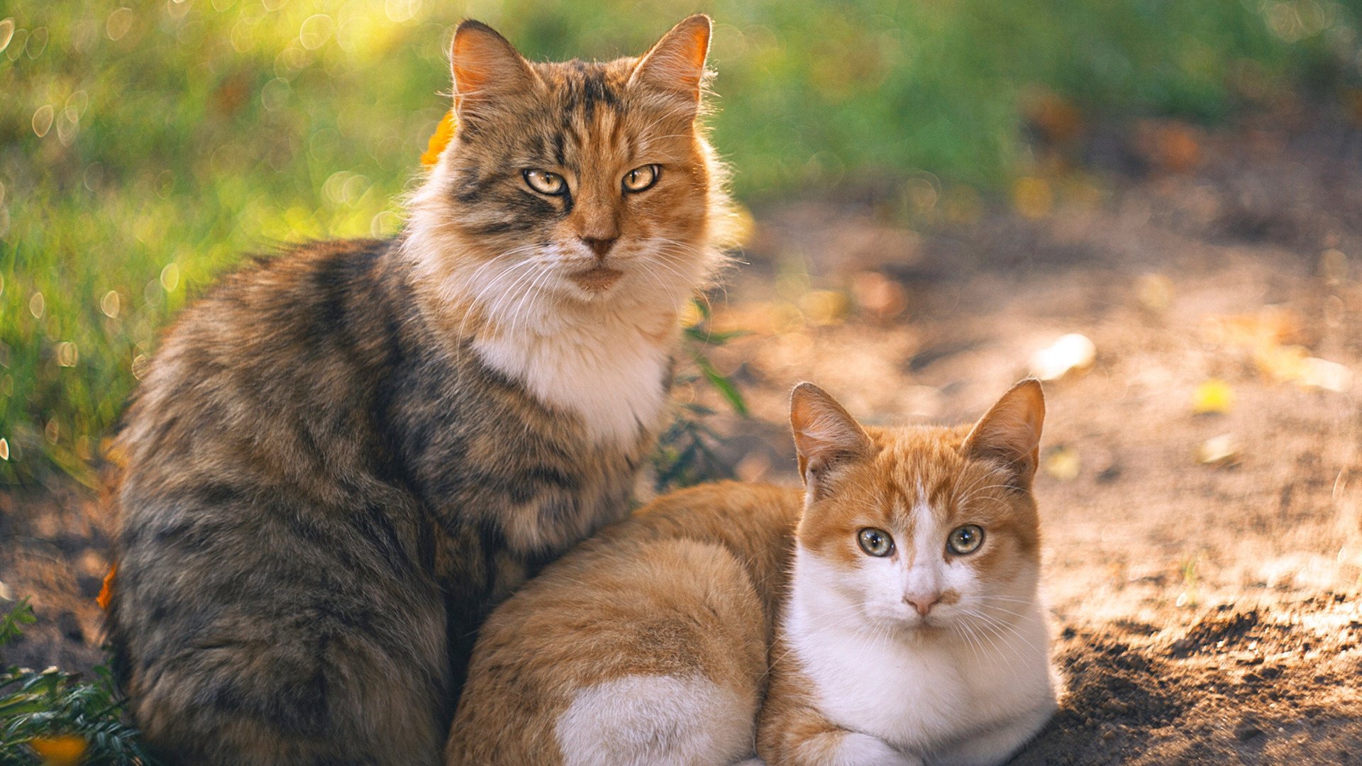 足球迷必看：最新球衣设计与收藏指南，足球球衣好看又冷门