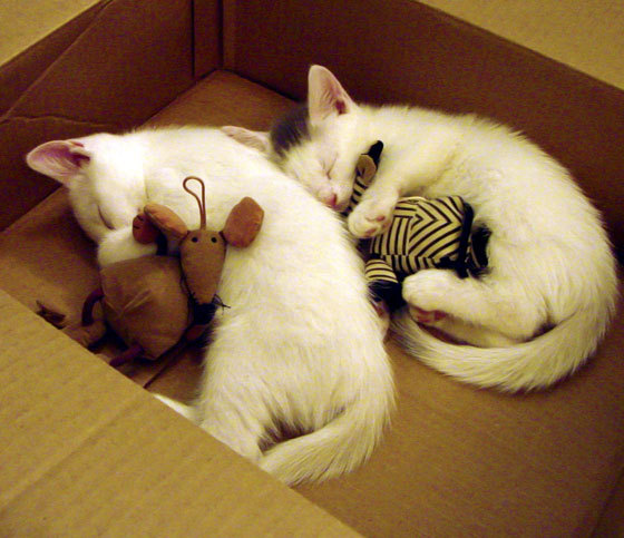 仰泳技术差距小 中国选手经验稍逊，仰泳示范