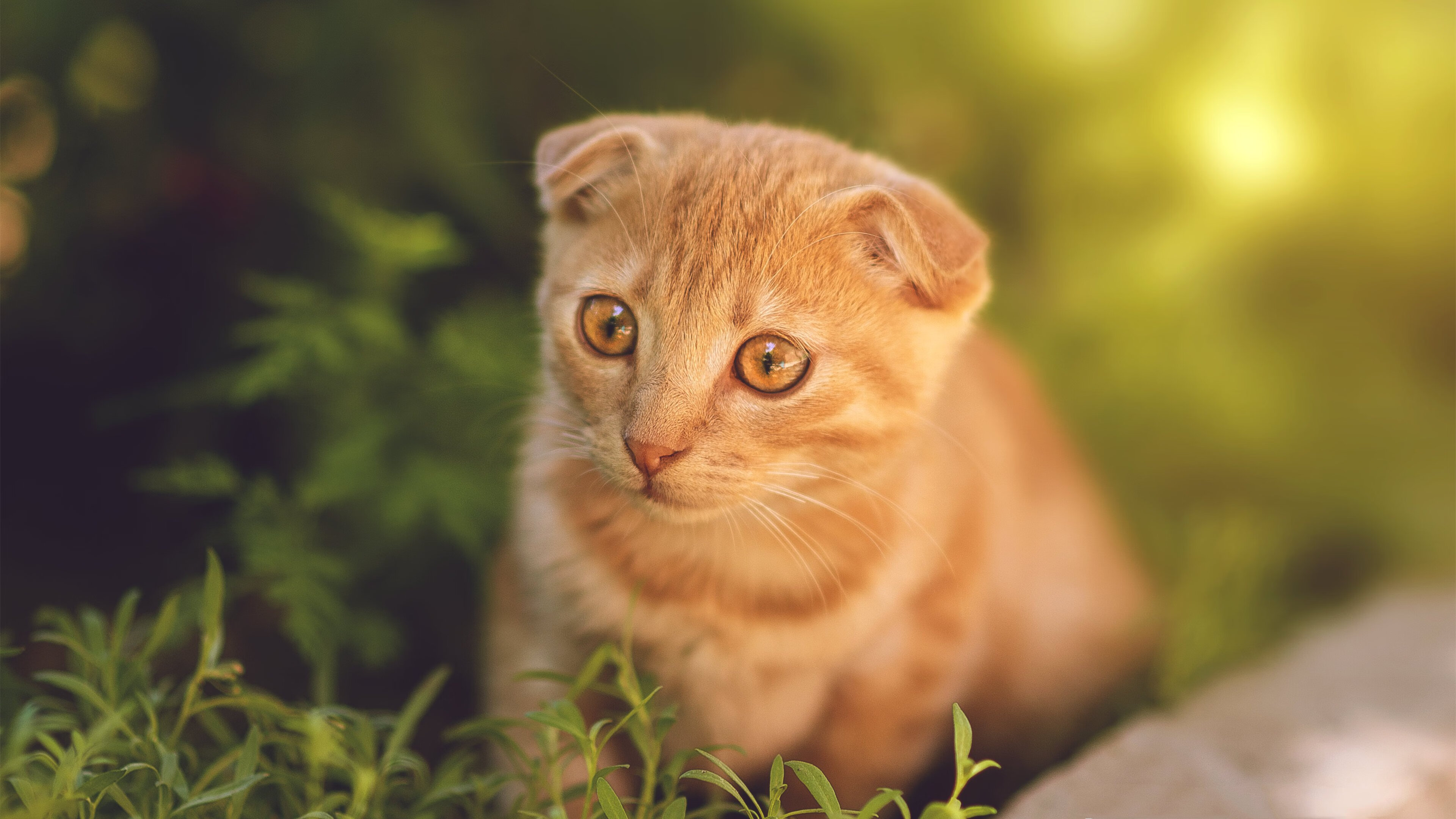 体育明星积极参与公益活动传递正能量，体育明星赞助案例