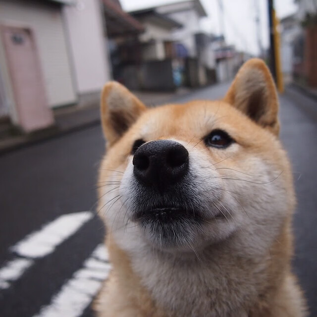加拿大队赛制解读：如何在团体赛事中利用赛制加强团队协作，加拿大赛程500