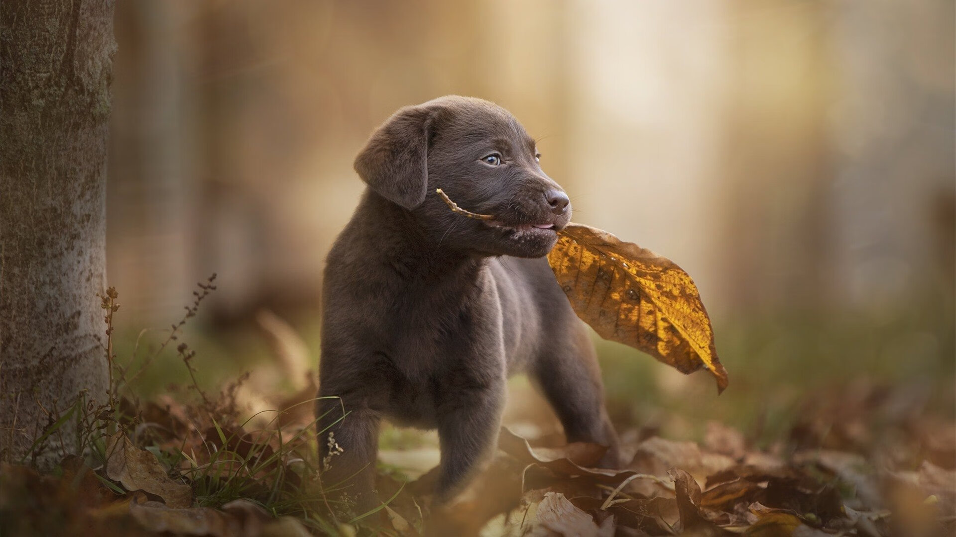 替补球员出场节奏是否能打乱对手比赛部署，球队替补