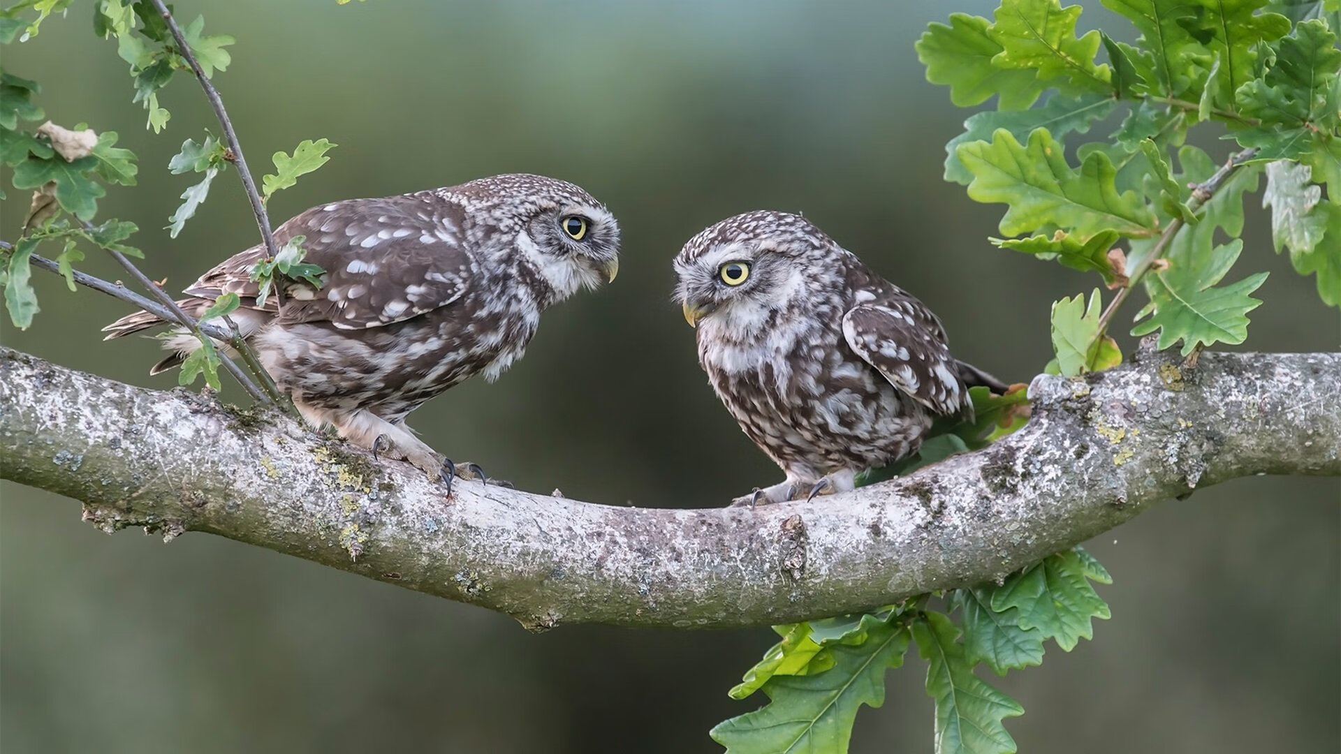 职业联赛球员训练方式是否与国际脱轨,职业联赛比赛规则