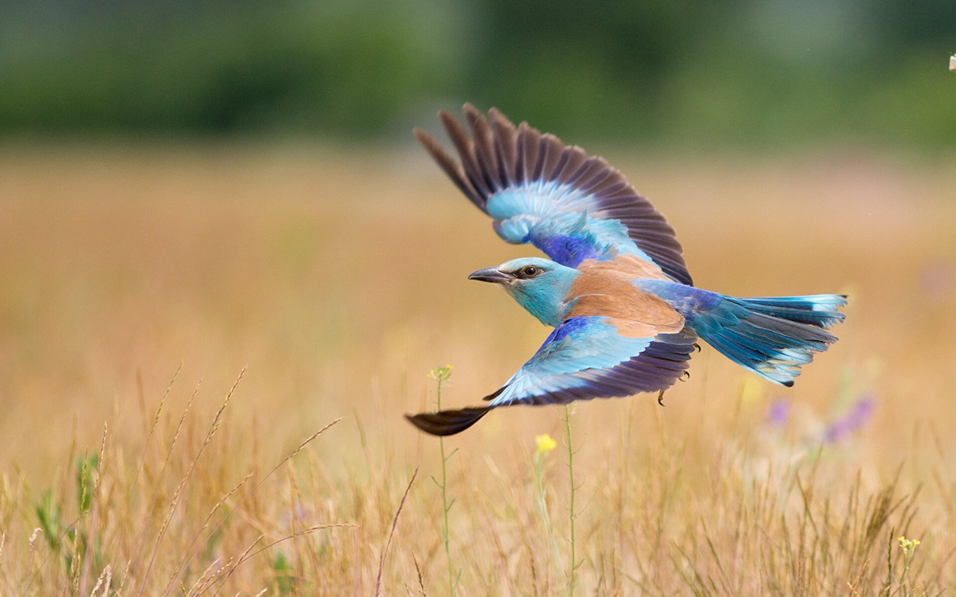尤文图斯引援顺利，中场战力大幅增强