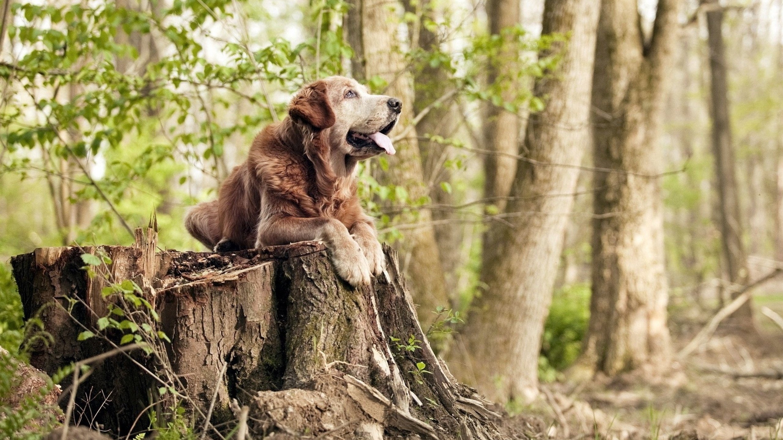 水球对抗突尼斯男队表现顽强,水球对抗突尼斯男队表现顽强