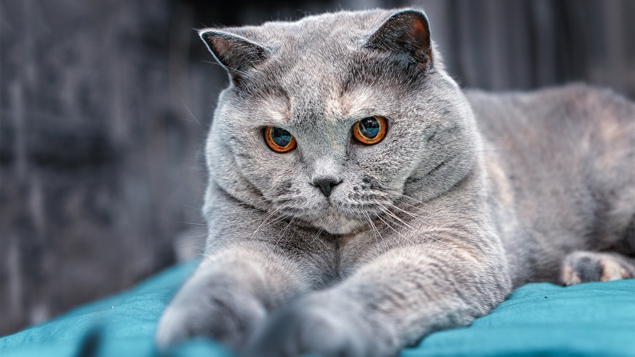 瑞·弗兰：他凭借出色的防守反应和敏锐的进攻嗅觉，总能在关键时刻做出决定性贡献